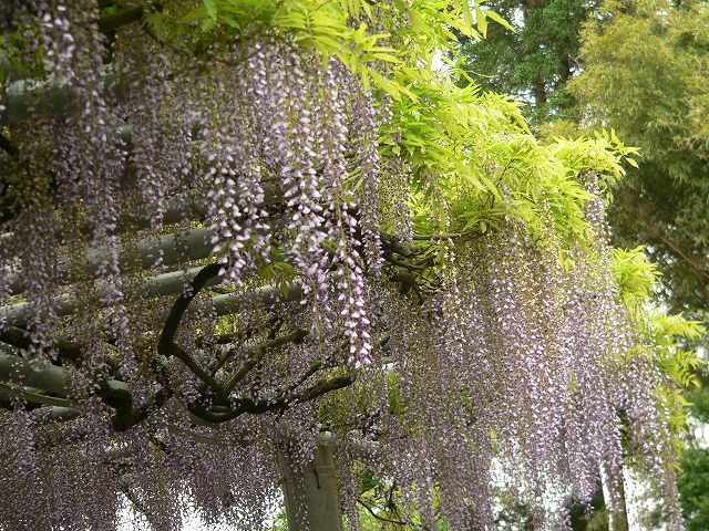 山田の藤_b0025101_2025682.jpg