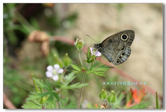 ５月です！　蝶や昆虫たちも活動開始！_a0057905_20101635.jpg