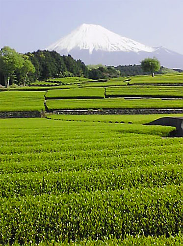 今日の茶畑_c0067206_11644.jpg