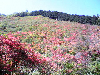 つつじ山_e0110610_2346093.jpg