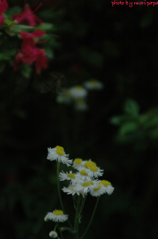 a0094711_03954100.gif