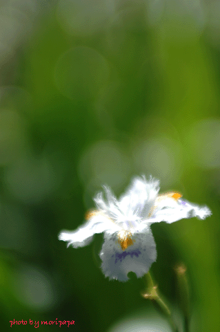 a0094711_0403014.gif