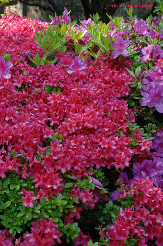 a0094711_14292733.gif