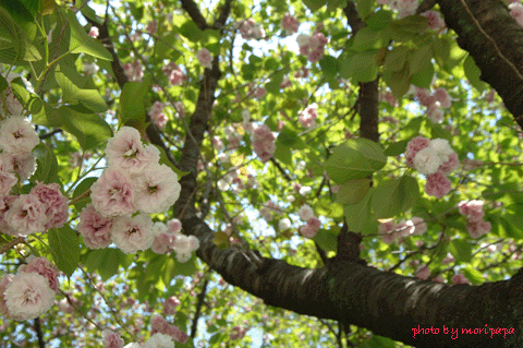 a0094711_14295352.gif