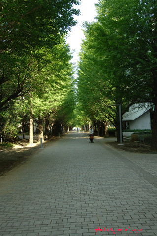 a0094711_14303263.gif