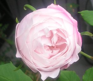 f0037214_12254530.jpg