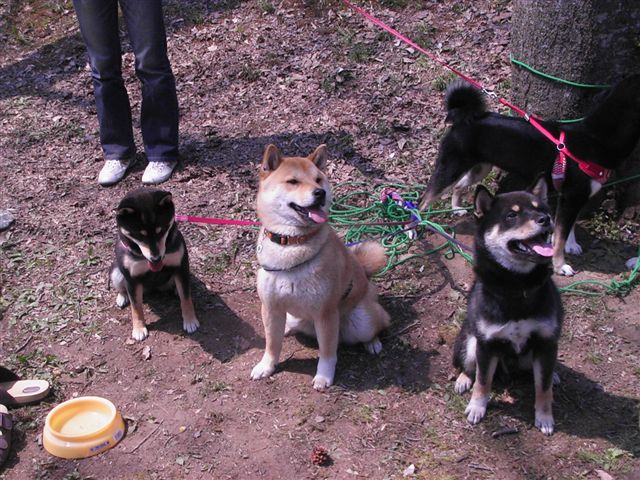 今日はお花見_f0041917_237960.jpg