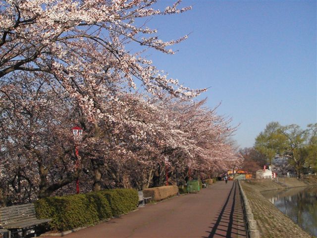 今日はお花見_f0041917_2393338.jpg