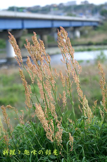 2つの橋(相模川)/野草の生い茂る風景_b0033423_6521584.jpg