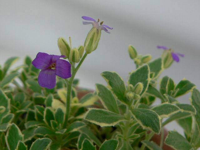 紫薺 ムラサキナズナ 花の仲間調べ 紫薺 ムラサキナズナ 花の仲間調べ