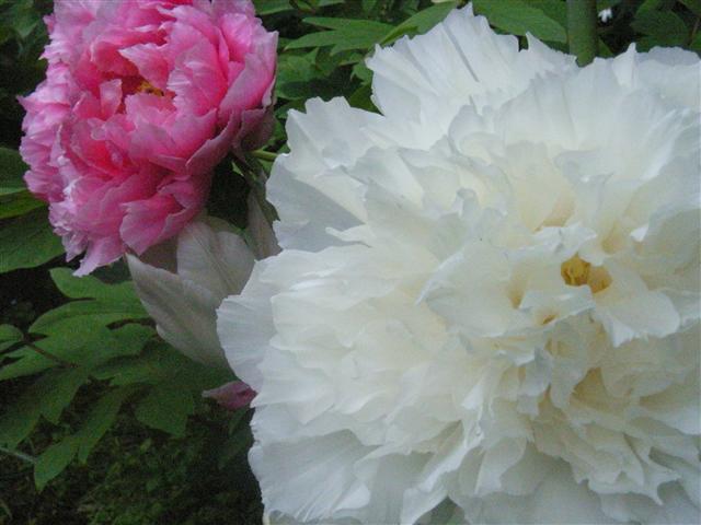 c0039428_10283725.jpg