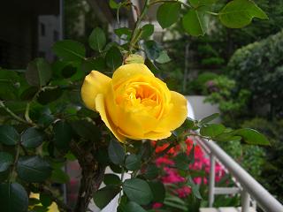 a0072737_1583438.jpg