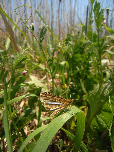 c0045352_1710916.jpg