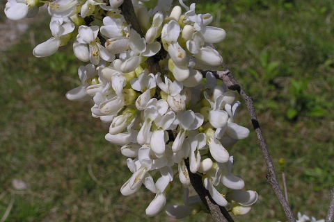 神戸市立森林植物園(3)_a0030958_0554717.jpg