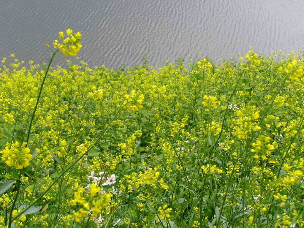 今日は春の風景を、、、どうぞ！_e0064158_105076.jpg