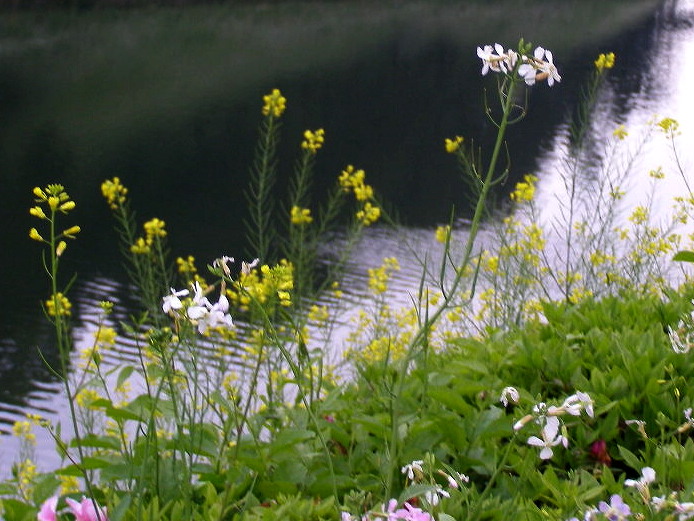 e0064158_15179.jpg
