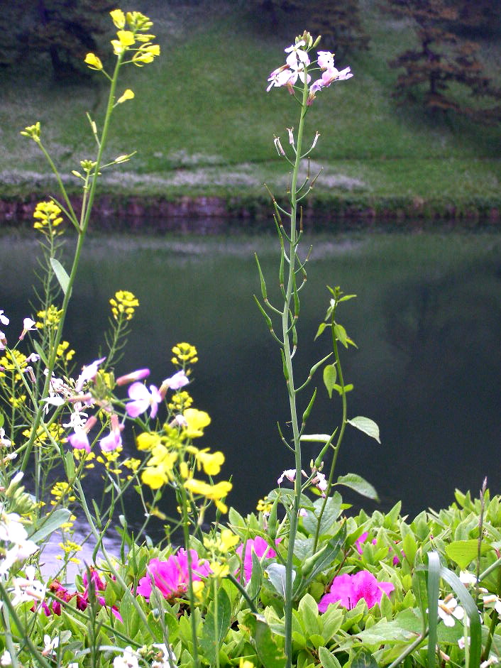 e0064158_163440.jpg