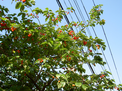 a0053063_22338.jpg
