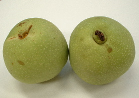 クサボケの実 夏の野草 野草教室ー野草のある暮らし