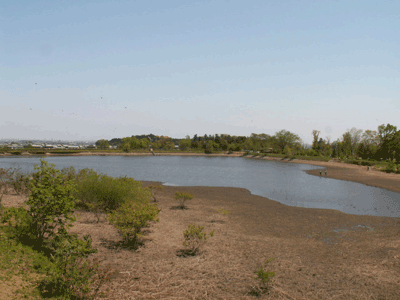b0001678_5353214.gif