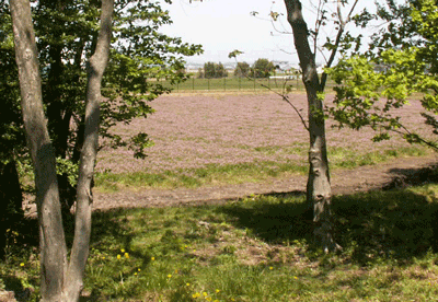 b0001678_5361174.gif