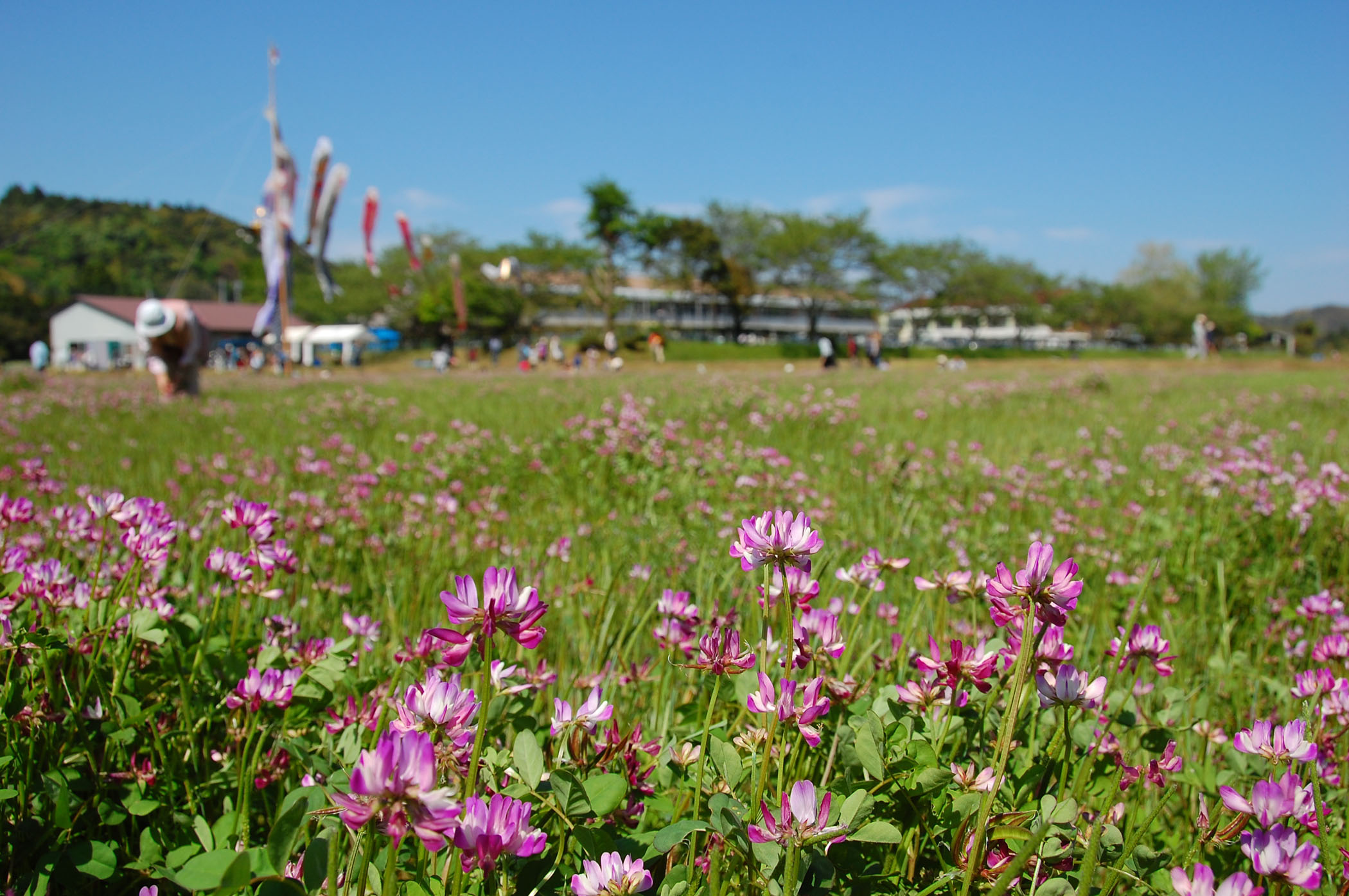 千葉県大多喜町・世界レンゲまつり_e0071178_5295027.jpg