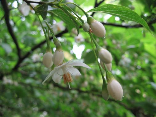 雨上がり、エゴノキの花、開花しました。_f0106692_7421635.jpg