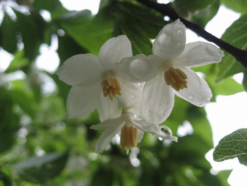 雨上がり、エゴノキの花、開花しました。_f0106692_7423465.jpg