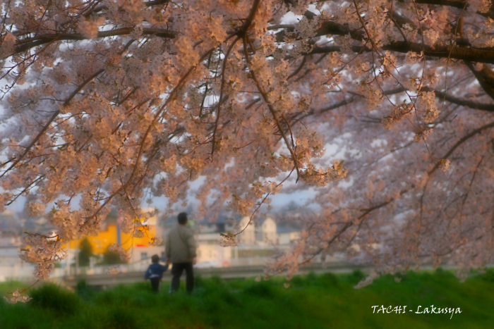 新井田川・夕焼けに染まる桜_d0027893_12395394.jpg