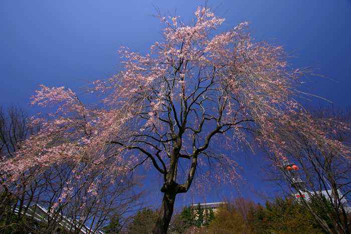 盛岡さくら三昧【14】　岩手公園（盛岡城跡公園）_b0072697_2292594.jpg