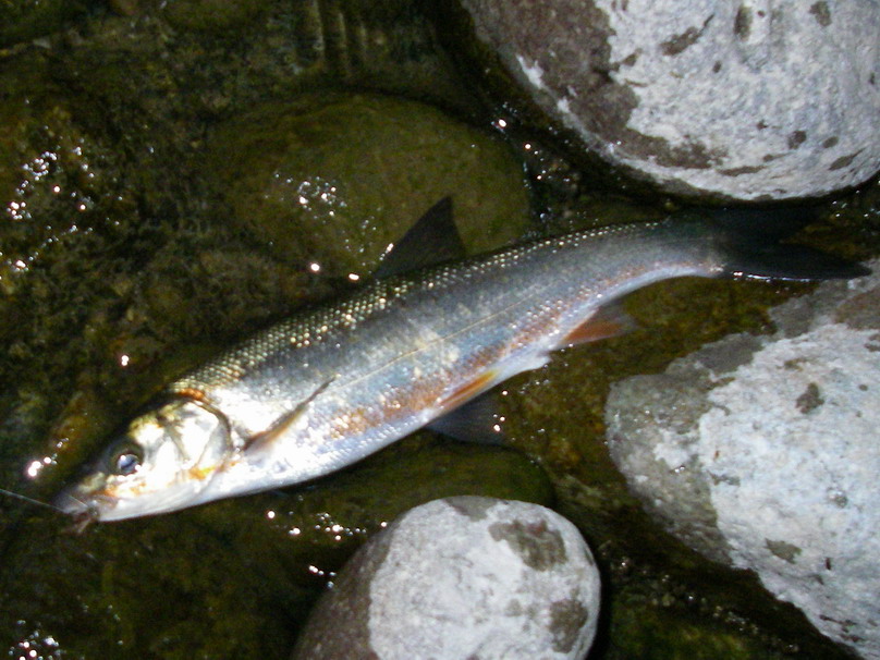 a0104199_22215087.jpg