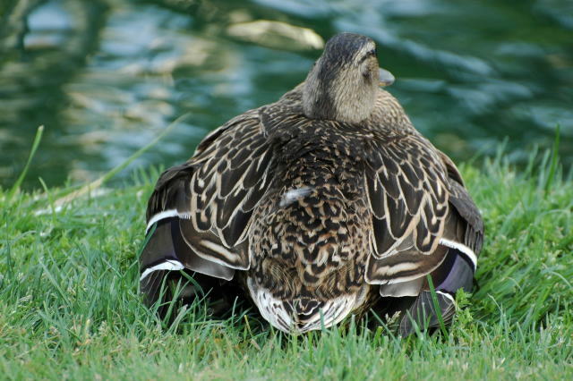 Duck family_e0019918_7155388.jpg