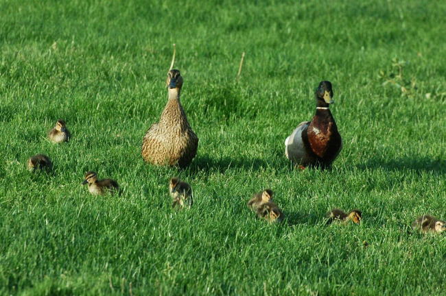 Duck family_e0019918_7224882.jpg