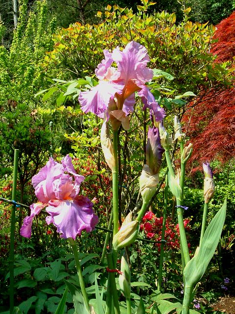 ジャーマンアイリス 大人気のレッドピンク ローゼ