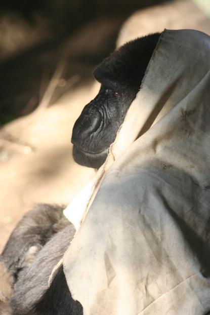 上野動物園(*^_^*)_f0136227_1214148.jpg