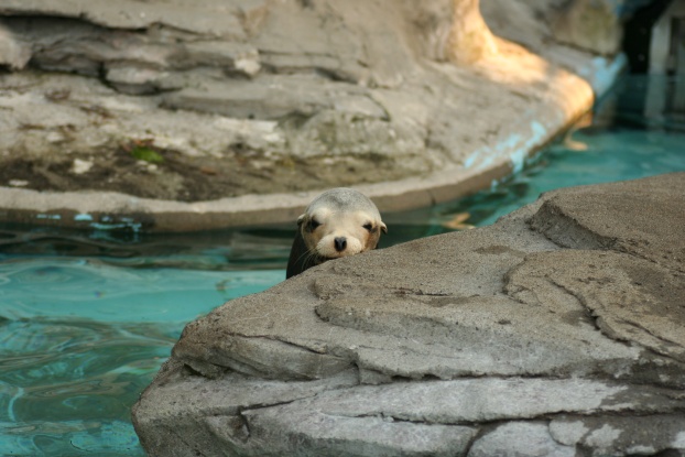 上野動物園(*^_^*)_f0136227_1354139.jpg