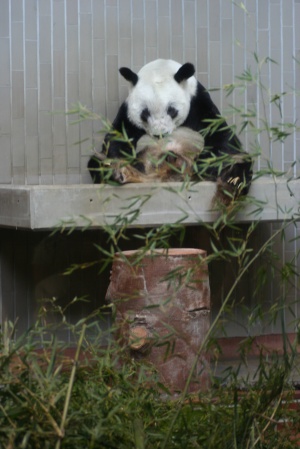 上野動物園(*^_^*)_f0136227_1373140.jpg