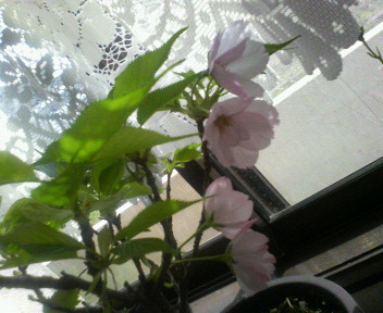 【花の記憶】ルーツの桜。_d0071228_23101548.jpg