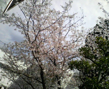 【花の記憶】ルーツの桜。_d0071228_23233182.jpg