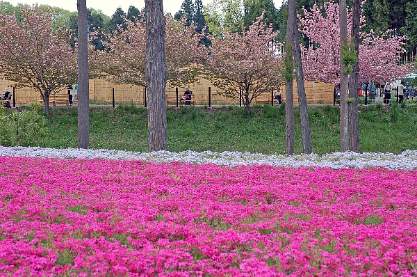 秩父の芝桜_b0021251_2212382.jpg