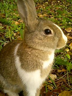 うさぎさんのいる公園。_b0023052_7453092.jpg