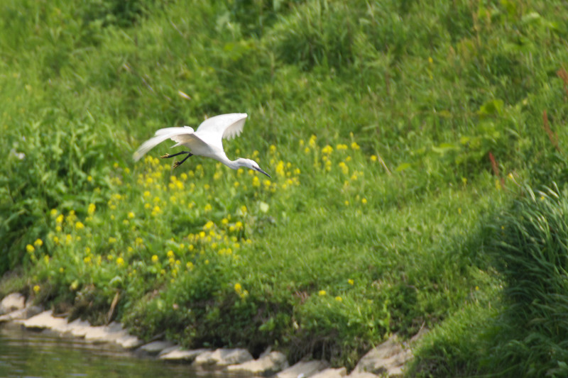 川辺にて～ 鳥撮り ～_f0072758_22104590.jpg