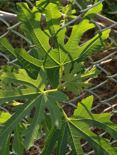 d0068664_2156535.jpg
