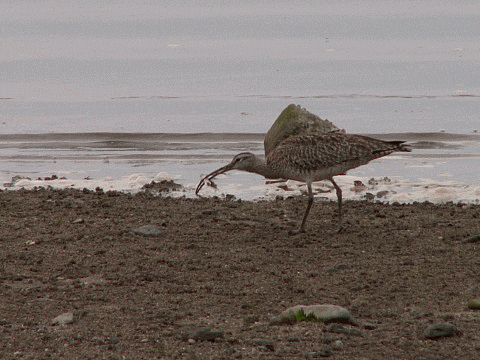 f0104569_025155.gif