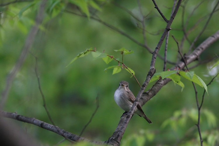 コサメビタキ Brown Flycatcher_e0071575_21135259.jpg