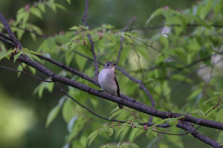 コサメビタキ Brown Flycatcher_e0071575_2114547.jpg