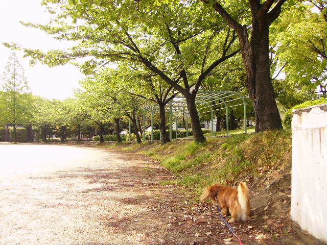 5月2日　今朝の散歩道_d0120382_1062758.jpg