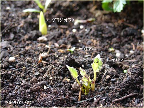 球根たちの芽 レモンジャーナル 球根たちの芽 レモンジャーナル