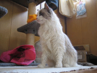 c0024410_13521257.gif