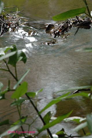 a0094711_14102627.gif